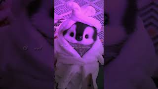 Golu Molu Cute Patero👀✨|| #viral #songviral #explore #viralmusic #aestheic #annieditsss#popularsong