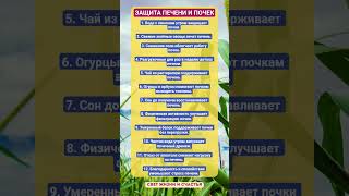 ЗАЩИТА ПЕЧЕНИ И ПОЧЕК!!! #здоровье #зож #витамины #рецепты #печень #почки #факты #шортс