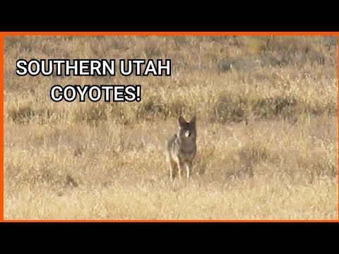 SOUTHERN UTAH COYOTE HUNT