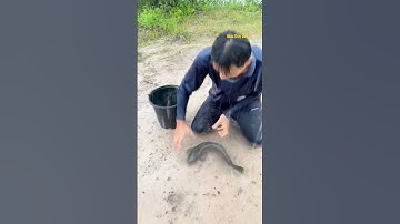 Cá Lớn - bắt Cá Lóc Khủng lên bờ khi lũ 😱 #khacthuyvlogg