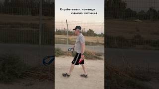 #израиль#дрессировкасобаки#курцхаар#гуляем