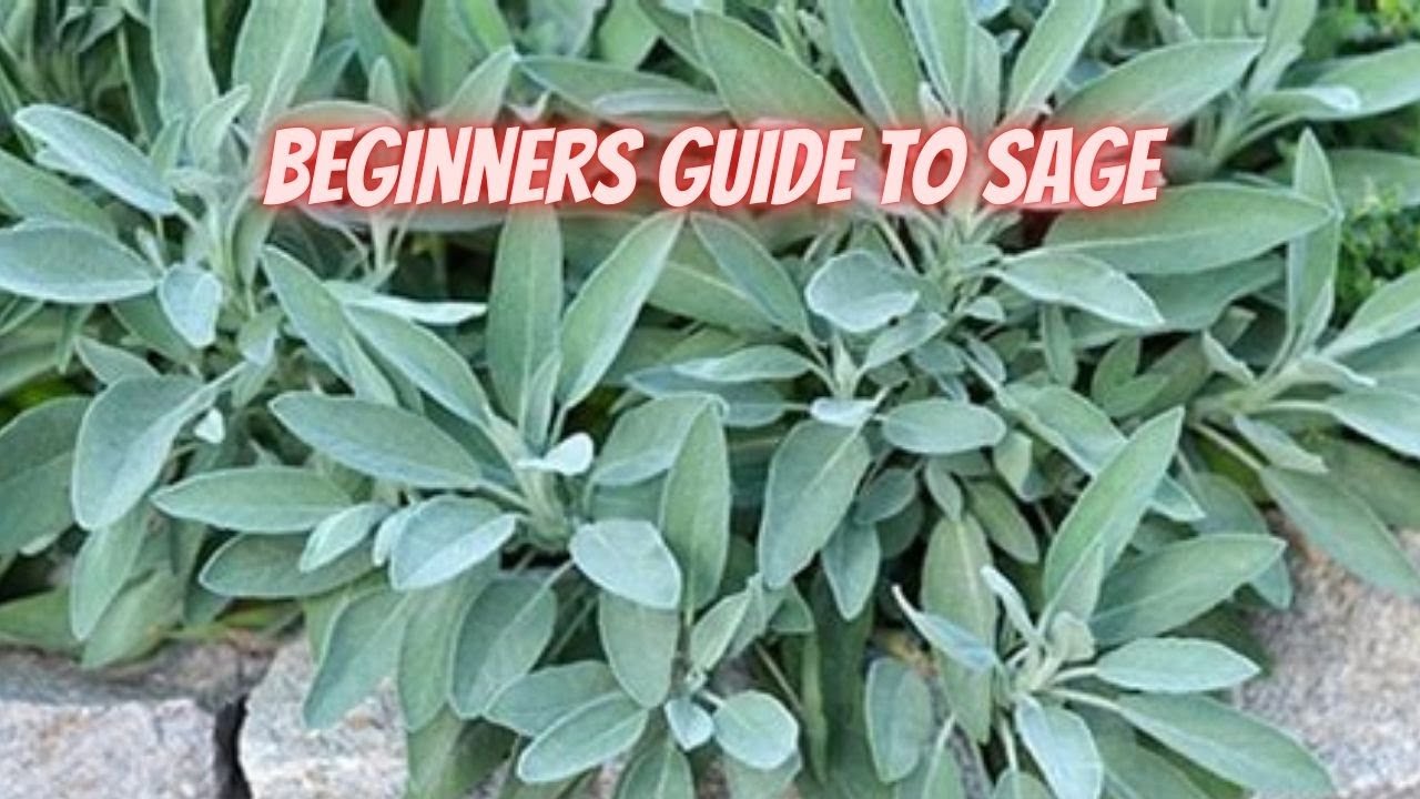 How to Grow Sage || DHBG