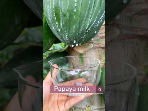 How To Extract Papain From Papaya Shorts Shortvideo Youtubeshorts Trending Viral Agriculture
