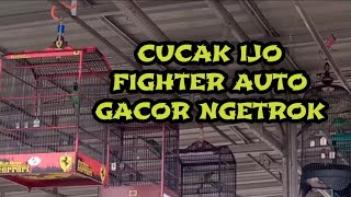 TES MENTAL CUCAK IJO ANDA DENGAN SUARA SIMULASI LOMBA CUCAK IJO INI || AUTO BIKIN GACOR JAMTROK