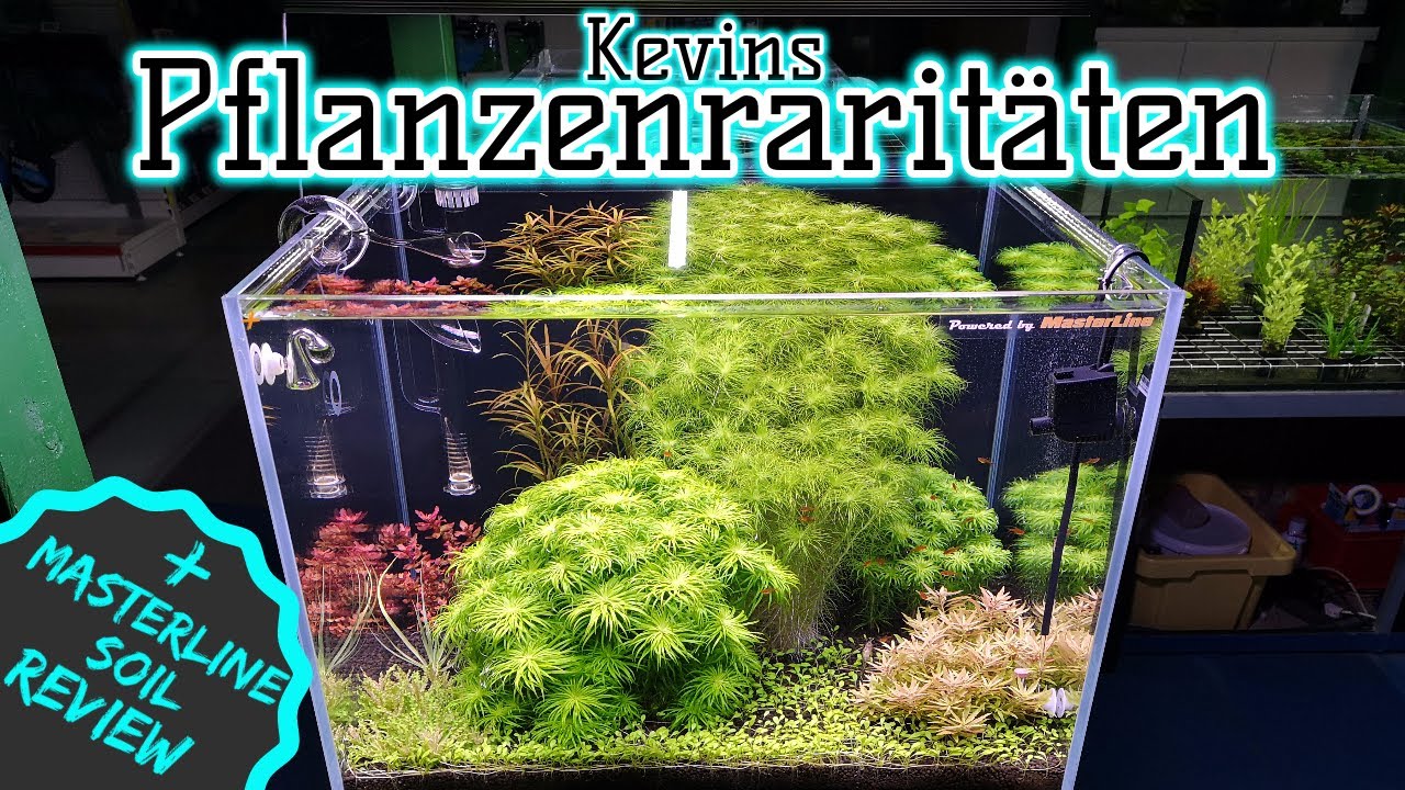 Wasserpflanzen Raritten | Dnger fr (fast) jedes Soil Aquarium |  Masterline Soil Review