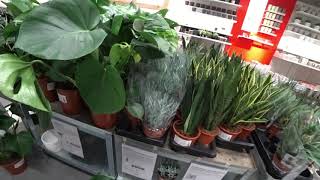 ИКЕА ОСЕНЬ 2018 2 ЧАСТЬ❤️ЦВЕТЫ ГОРШКИ РАСПРОДАЖА IKEA❤️ТИП ТОП ТВ ИКЕА ОСЕНЬ 2018 2 ЧАСТЬ❤️ЦВЕТЫ ГОРШКИ РАСПРОДАЖА IKEA❤️ТИП ТОП ТВ