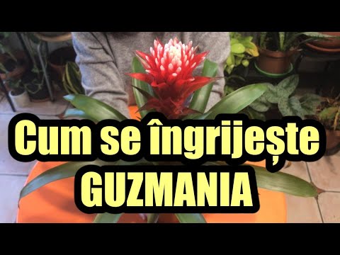 Video: Îngrijirea plantelor de bromelie: creșterea și îngrijirea plantelor de bromelia