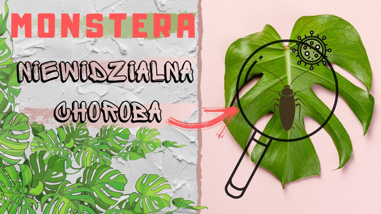 philodendron billietiae variegata samen Philodendron Billietiae Variegata Mini, rare Philodendron, variegated  houseplant, exotic plant, tropical indoor plant, collector's plant, Casa  Botanica, climbing Philodendron – Casa Botanica main image 0