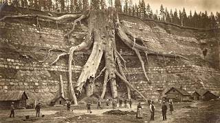 The Strange Theory That Mountains Were Once Giant Trees