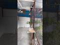 Cockatiel Breeding Times#shorts #birds #viral #cockatiel #parrotcare #parrot #budgies #lovebirds