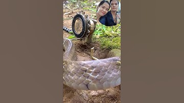 Đặt bẫy rắn độc là Bình Dương cả nhà ơi