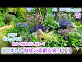 【初夏の爽やかな花壇づくり*小花咲く多年草で長く楽しむ】【素敵な庭づくり】【夏越し準備】ガーデニング/5月の庭
