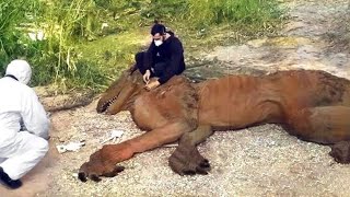 Terrifying Dragon Sightings Scientists Try To Hide From The Public