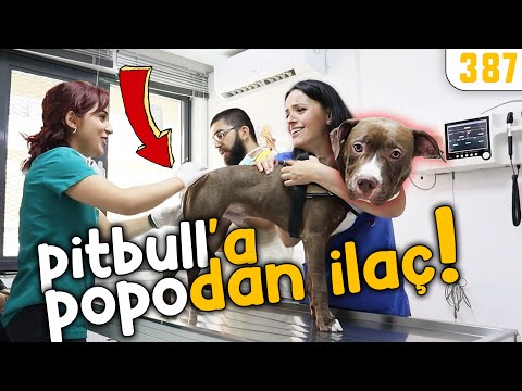 Pitbull'a Popodan İlaç Verilir mi? Köpeklerde Fekal Mikrobiyota Transplantasyonu - Konuşan Köpekler