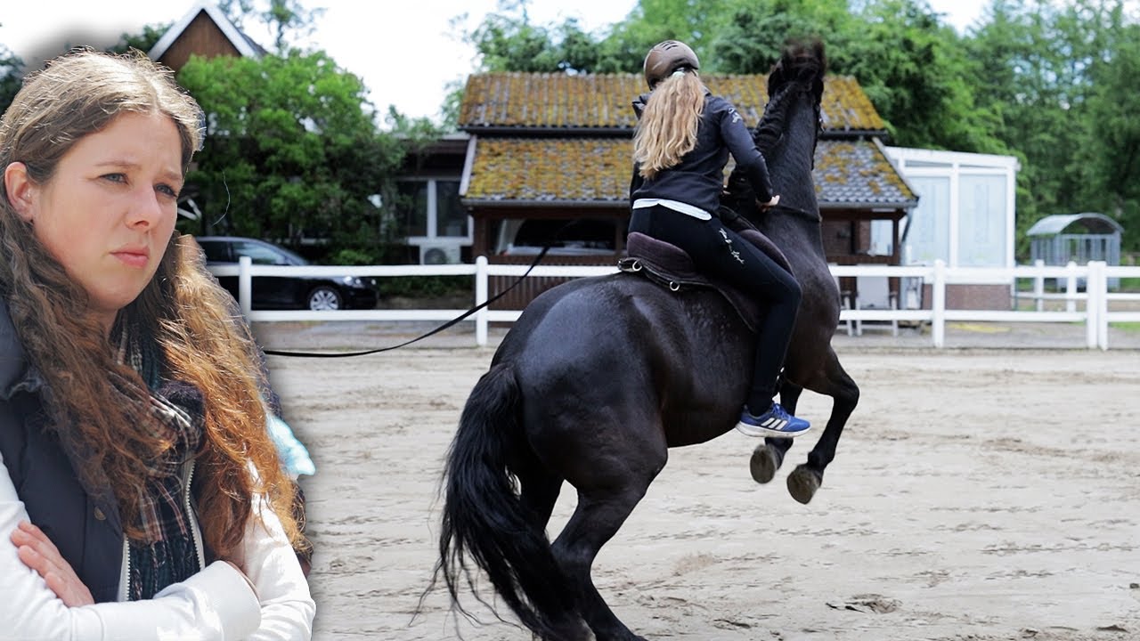 Haflinger bockt seine Reiter runter und reißt sich gerne los - Haflinger soll Springpferd werden