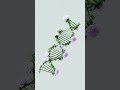 The Double Helix: Understanding DNA with a Simple Diagram #DNA diagram #dna #doublehelix