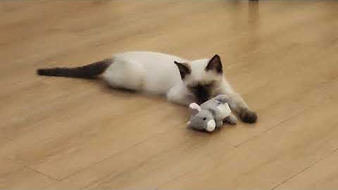 Siamese cat attacks a big mouse! Alpha The Siamese Cat