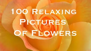 100 Relaxing Pictures of Flowers
