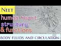 Cardiovascular system (Human heart 💖) Neet- body fluids and circulation