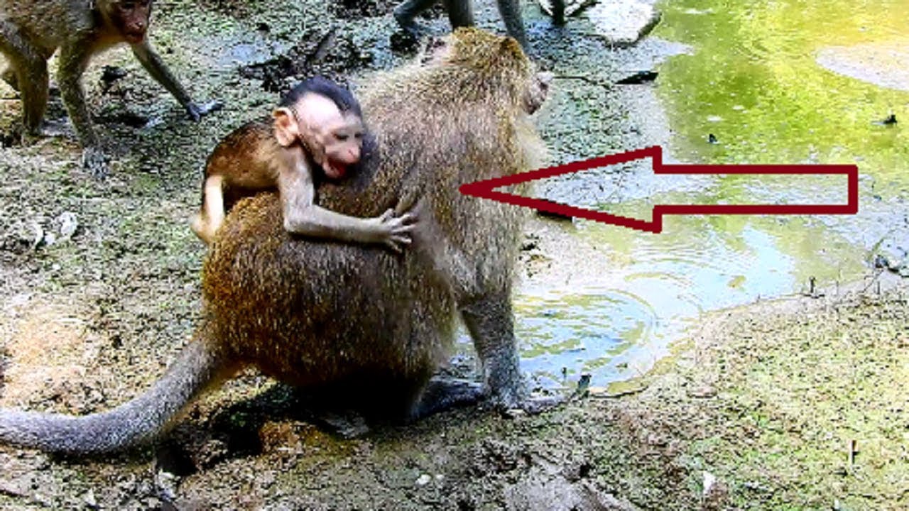 MG!! heart of baby hottest until angry mum seriously, Mum fight baby even need hug, Poor baby 623