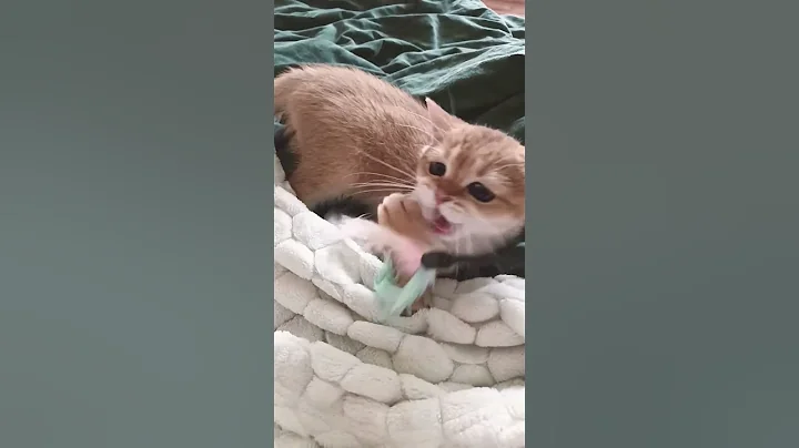 Watch the video about Slow Motion Cute Kitten Attacks Feather Toy 🪶 | Funny British Shorthair Moments #catslowmotion