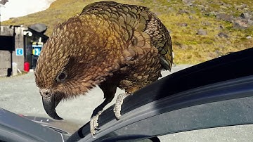 Kea Bird at Homer Tunnel Parking Area, New Zealand