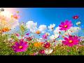 (No Ads) Relaxing Spring Music 🌸 Wildflowers & Soft Melodies for Stress Relief & Calm