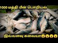 1000 sardine fish fry in beach view tamil tamilrasigan