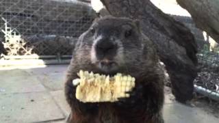 Fat Amy the ground hog eating corn