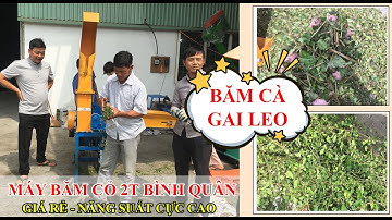 Máy băm cỏ 2T Bình Quân băm cà gai leo- Giá cực rẻ năng suất đến 2 tấn/giờ - LH: 0914.87.2332