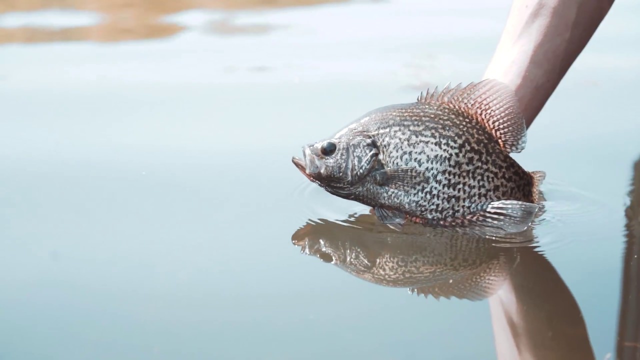 Crappies on the Feather Tungsten - Kenders Outdoors