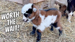 IT'S BABY GOAT TIME! | The Blue's Crew has EXPANDED!