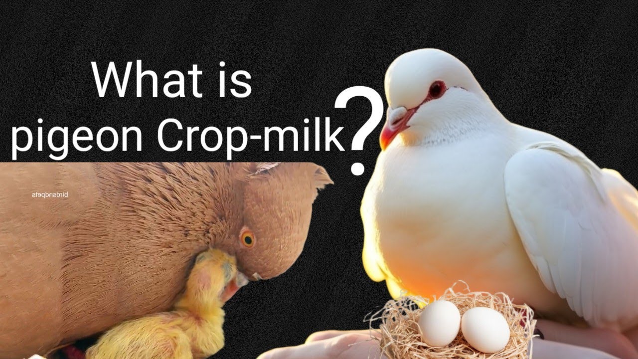 Pigeon milk or Pigeon cropmilk,//How does parent pigeon feed its day