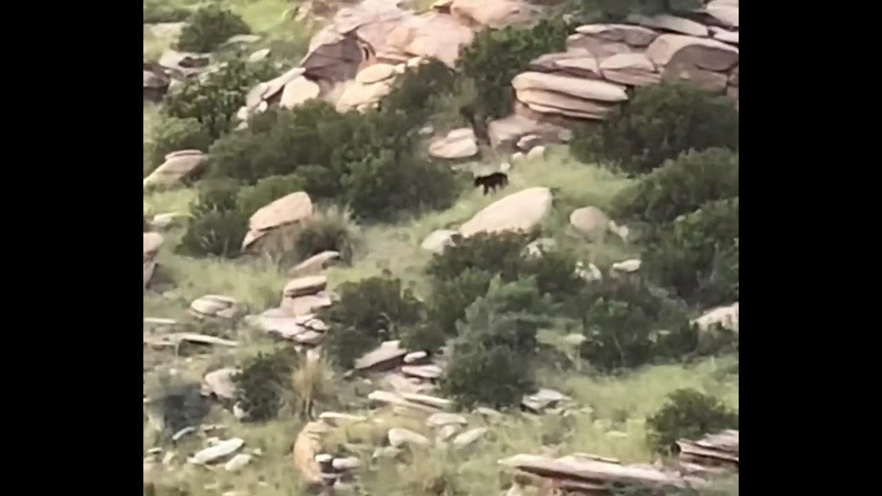 Closeup Bear sighting Mount Lemmon Tucson Arizona 2022 YouTube