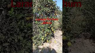 #laranja #flor #hummm #delicia #shorts #short #viralvídeo