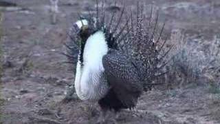 Greater sagegrouse strut display