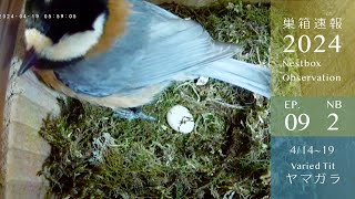 The Varied Tits' Colorful Nest Has Been Renovated Green!!!