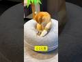 猫たちはこのタイヤ型猫ハウスから出られない！のサムネイル