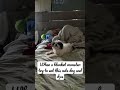 So sad 😔 #meme #dogs (Credit by @mistermainer )Subscribe! (TOP 12 MOST VIEWED SHORT