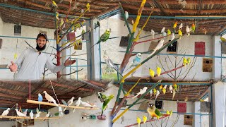 Budgies Parrots Or Finch & Doves Ko Open Aviary Main Chor Dia