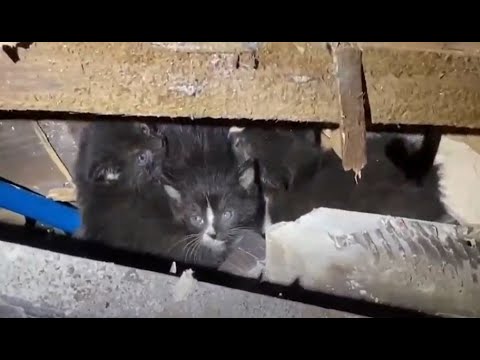 LAFD Fire Investigators Rescue Trapped Kittens in Burned Out Floor ...