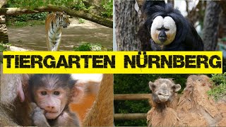 Tiergarten Nürnberg 4K | So schön ist dieser Zoo