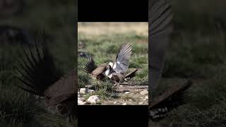 Sage Grouse fight on the lek. #sagegrouse #birdphotography #birds #wildlife #nature