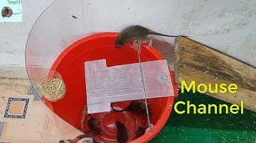 Homemade mouse traps from plastic buckets/ 21 mice