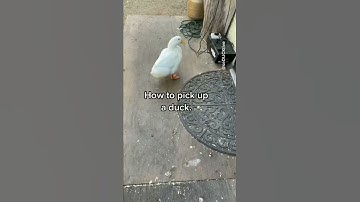 How to pick up a duck (part 1)