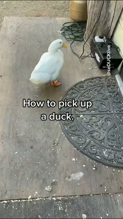 How to pick up a duck (part 1)