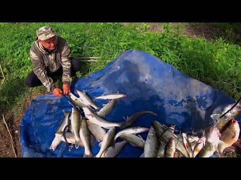 Бешеный Клёв Весной На Резинку | На Что Ловить Щуку И Судака Весной | Как Выбрать Место