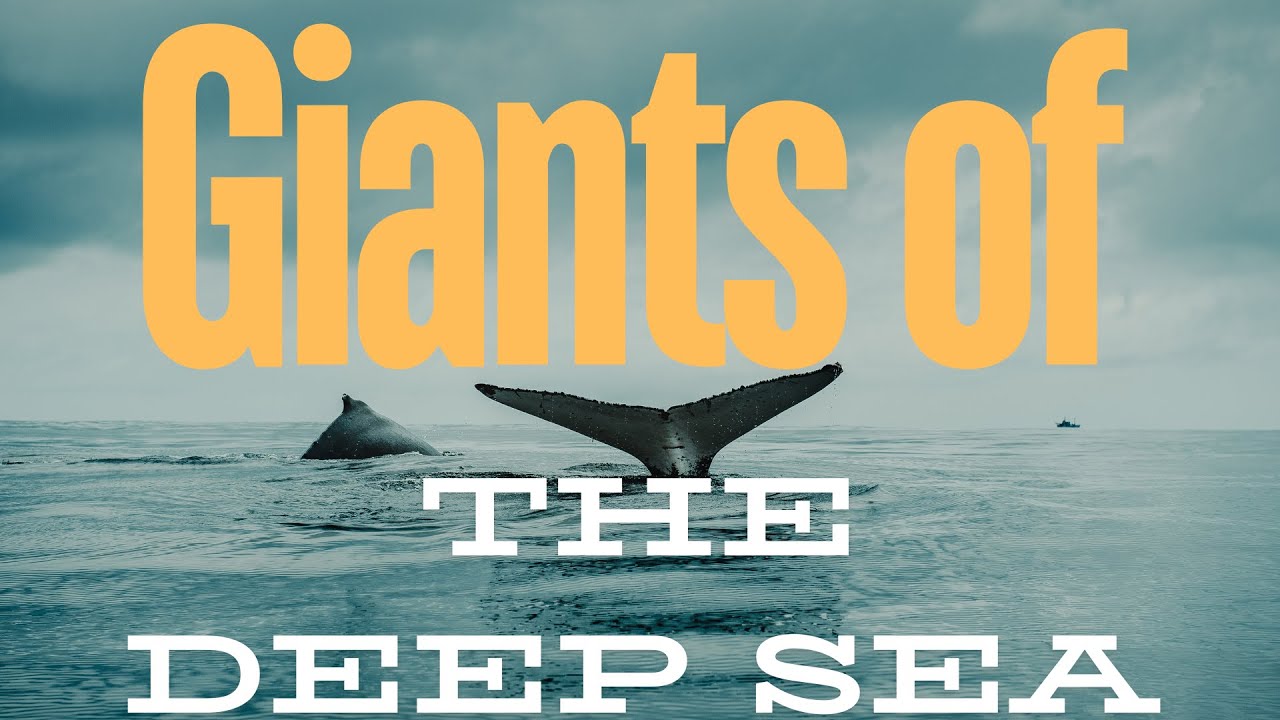 A Journey into the World of Whales - YouTube