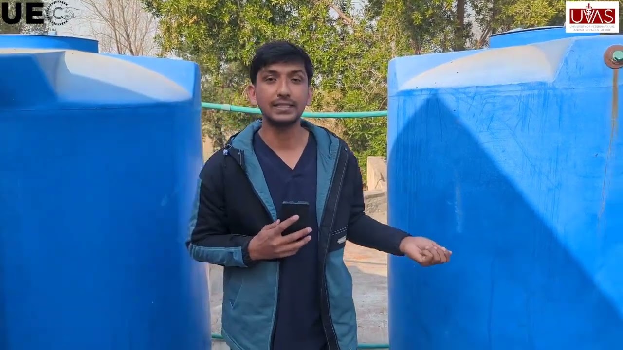 Gluten 30 and Gluten 60 formation