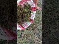 Village busket Style catfish catching video ep-2 #shorts #fishing